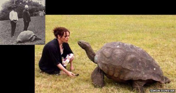 <p>Aynı kaplumbağanın 1902 ve 2005 yılında çekilen fotoğrafları...</p>

<p> </p>

