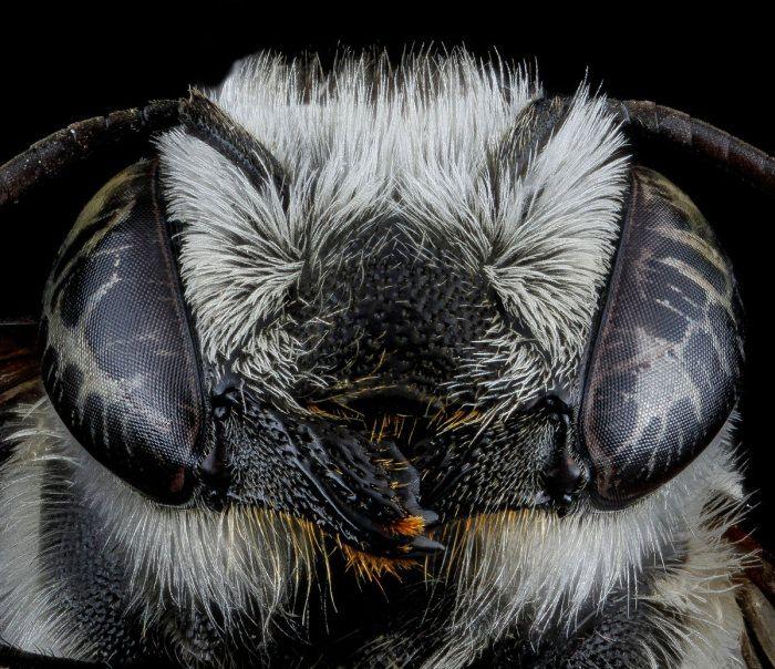 <p>Megachile brevis</p>
