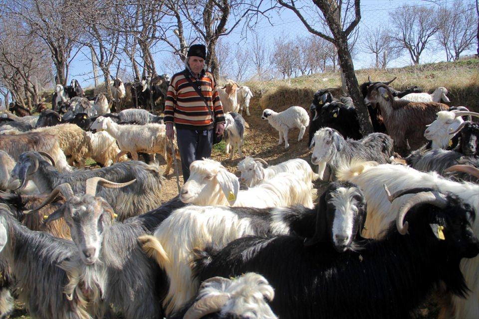 <p>“HEM KİTAPLARINDAN HEM DE HAYVANLARINDAN VAZGEÇMİYOR”</p>

<p>Nezahat Gür (56) ise eşini tanıdığı günden beri hep üniversite diploması almanın hayalini kurduğunu, kendisinin de elinden geldiğince ona destek vermeye çalıştığını söyledi. Eşinin diplomasını alıp, daha iyi bir iş sahibi olmasını istediğini anlatan Gür, “Kitaplarını da hayvanların yakınına koymuş, burada hem ders çalışsın hem de hayvanlarıyla ilgilensin. </p>
