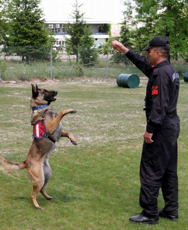 <p>JAKEM’de yetiştirilen köpekler görev yaptıkları birliklerde 9 yaşına kadar hizmet verebiliyor. 9 yaşından sonra ise emekli olan köpekler ahde vefa kapsamında görev yaptıkları birliklerde ölünceye kadar bakılıyor.</p>

<p> </p>
