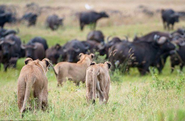 <p>Botswana'nın Duba adasında aslanların bufalo avlama teşebbüsü sırasında avla avcının rolleri değişti.</p>
<p> </p>