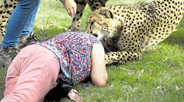 <p>Kadını yere düşürüp, kafasına ve vücuduna pençe atan çitalar önce bir park görevlisi ardından da çevreden yetişenler sayesinde kadından uzaklaştırılabildi.</p>
<p> </p>