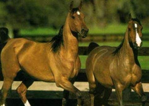 <p>Atlar bir ay kadar ayakta kalabilirler.</p>
<p> </p>
