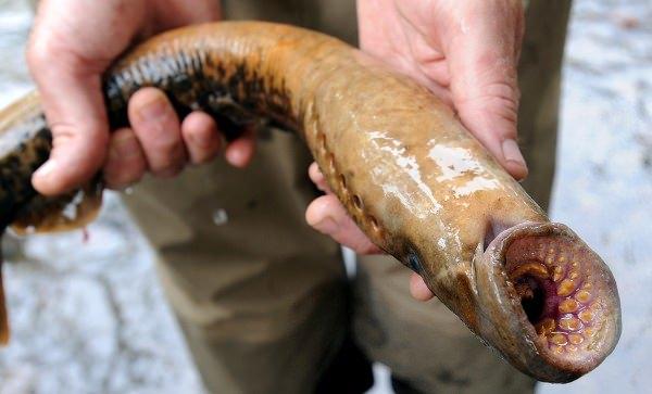 <p>Bugün yalnızca 3 Lamprey türü hayatta kalmayı ve yok olmamayı başarabilmiş.</p>

<p> </p>
