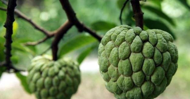 <p>Cerimoya, taze olarak tüketilebildiği gibi, gıdalarda aroma olarak da tüketilebilir. </p>