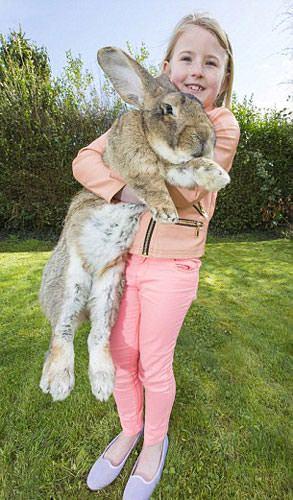 <p>Çevreden onu gören insanlar şaşkınlıklarını gizleyemiyor. Hatta çoğu insana göre bu tavşan bir köpekten daha büyük…</p>

<p> </p>
