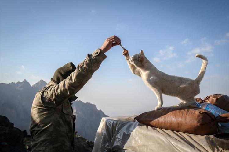 <p>Hakkari'nin Yüksekova ilçesinin Irak sınırındaki dağlarda terör örgütü PKK'ya yönelik operasyonda bir mağarada bulunan iki kedi, Mehmetçiğe arkadaşlık ediyor.</p>
