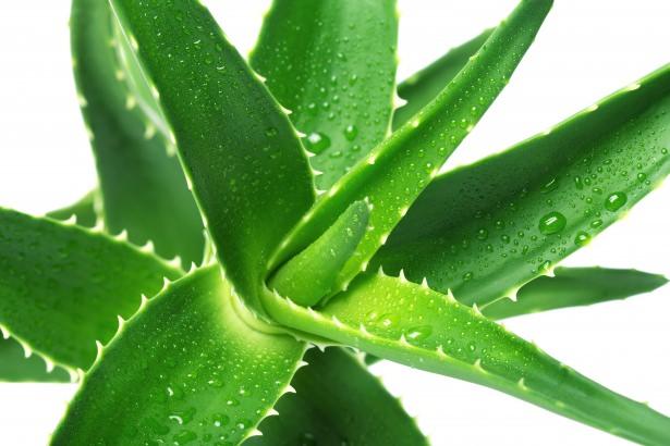 <p><strong>Aloe vera</strong></p>

<p> </p>

<p>Yağlı ciltlerin özellikle tercih edebileceği aloe vera içerdiği vitamin, mineral ve amino asitlere inatçı makyajınızı cildi yağlı bırakmadan temizler. </p>
