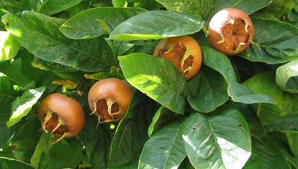 <p>Malta Eriği, yenidünya ya da muşmula diye adlandırılan meyve Latince'de <strong>Eribotrya Japonica </strong>olarak bilinir. </p>
