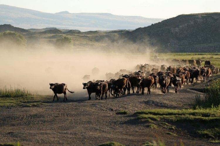 <p>Yaklaşık 700 manda, daha sonra çoban Murat Baykara (32) tarafından Erciyes Dağı eteklerindeki sulak alanlara götürülüyor. Hayvanlar, Karasazlık bölgesindeki sulak alanlarda gün boyu otluyor.</p>

<p> </p>
