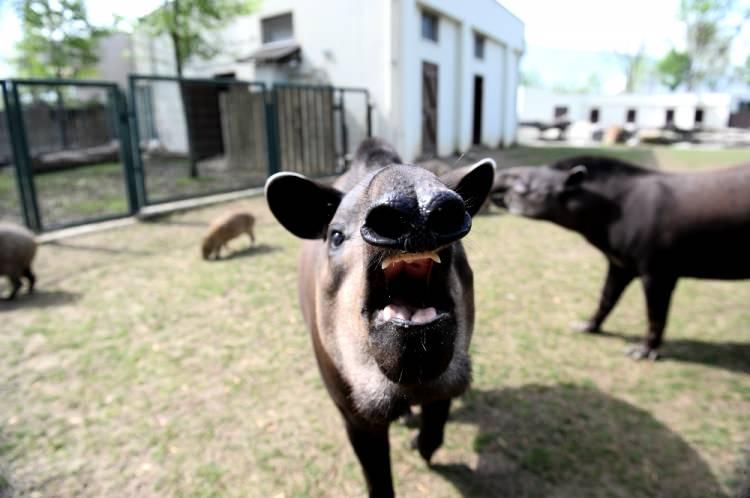 <p>Güney Amerika’dan Bursa Hayvanat Bahçesi’ne getirilen Brezilya tapirlerine her gün belirli saatlerde özel masaj yapılıyor. </p>

<p> </p>
