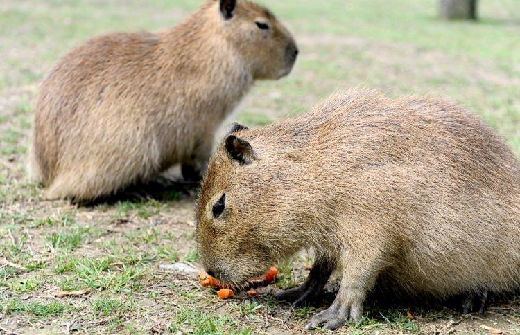 <p>Bursa Büyükşehir Belediyesi Hayvanat Bahçesi’nin Güney Amerika barınağında kapibaralar ve karınca yiyenlerle beraber yaşayan 3 Brezilya tapiri ilgi odağı oldu. Tapirlere her gün belirli saatlerde özel masaj yapılıyor. Masajla yan yatıp ayaklarını yukarı doğru iyice kaldıran tapir büyük keyif yaşıyor.</p>

<p> </p>
