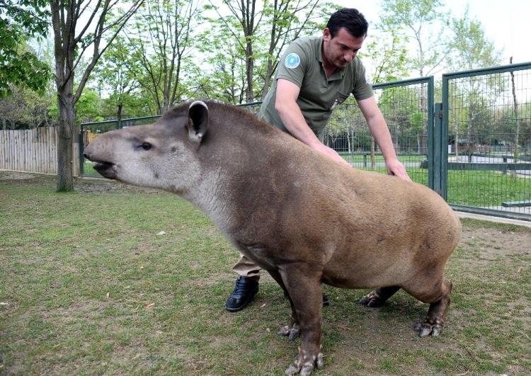 <p>Bakıcıların elleriyle beslediği tapirlerle aralarında sıcak bağ kurulduğunu dile getiren yetkililer, "Aralarında çıkan kavgalarda yaralar, bereler oluşabiliyor. Herhangi olumsuz bir durumda hemen tedavi ediliyor. Hayvanlarla insanların aralarındaki sıcak bağı burada çok net görebiliyoruz " diye konuştu. Brezilya tapirleriyle birlikte yaşayan dünyanın en büyük faresi kabul edilen kapibaralara da bakıcılar özel ilgi gösteriyor.</p>
<p> </p>