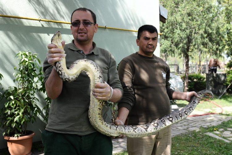 <p><strong>Dev yılan sağlığına kavuştu</strong></p>
<p>Bursa Büyükşehir Belediyesi Hayvanat Bahçesi’ndeki dev boa yılanı sağlığına kavuştu. </p>