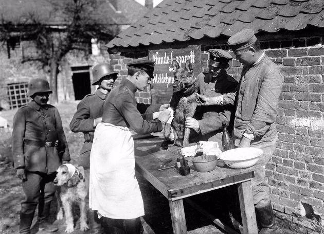 <p>36. Yaralanan posta köpeklerinin tedavi edildiği bir Alman köpek hastanesi, 1918</p>

<p> </p>
