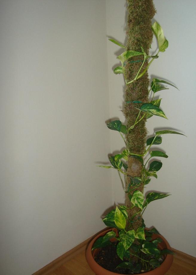 <p><strong>Sarmaşık</strong></p>
<p>Bu bitki, plastil, deterjan, mürekkep ve sigara dumanında var olan benzen adlı maddeyi temizler.</p>