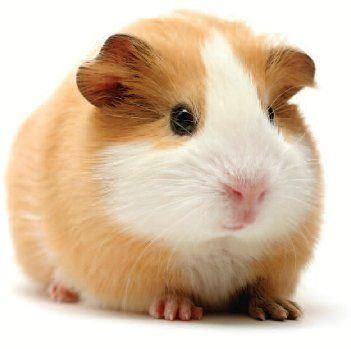 <div>Hamster: 18 gün</div>

<div> </div>
