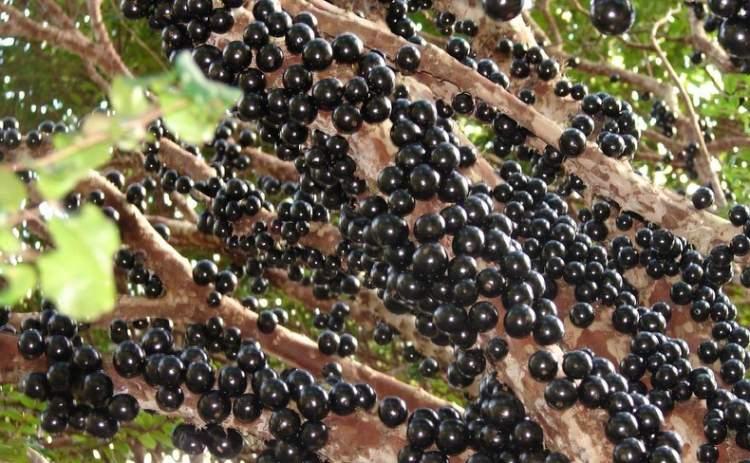 <p><strong>Jabuticaba</strong></p>
<p>Brazilya'nın güneyinde yetişen bu bitki muhteşem bir antioksidan. </p>