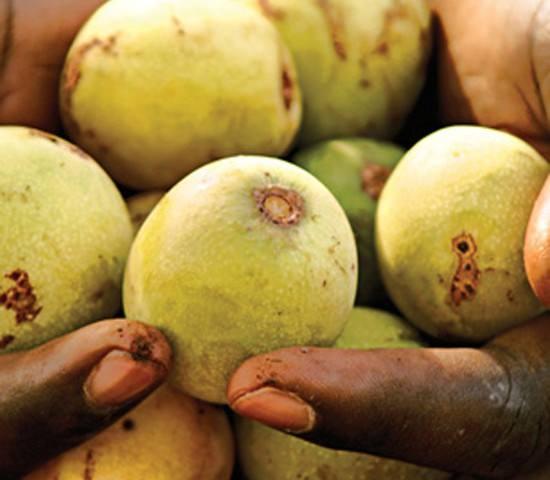 <p><strong>Marula</strong></p>

<p>Bu meyve hakkındaki şehir efsanesi çok ilginç. Dallarda bekleyen marula meyvelerini yiyen filler sarhoş olup pata küte yerlere düşüyor.</p>

<p>Aslında bu hikayenin doğruluk payı var çünkü Afrika'da yetişen bu meyve dalda kaldığı sürede fermente oluyor ve içindeki alkol %17'ye kadar çıkıyor.</p>
