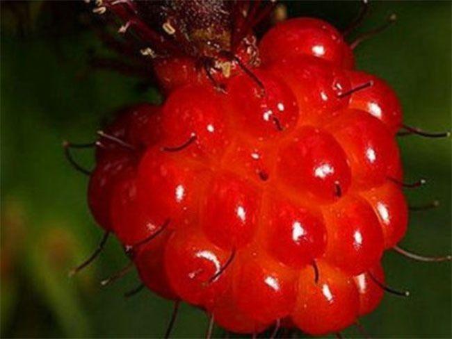 <p><strong>Somondudu</strong></p>
<p>Ahudududan daha lezzetli ve C vitamini açısından da daha zengin. </p>
