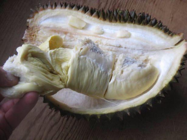 <p>Duryan aynı zamanda çok yağlı bir meyvedir. Tadı ne tatlıdır ne tuzlu, biraz acımsı olup, soğan tadını andırır.</p>

<p>100 gr duryan 153 kalori enerji vermektedir.</p>
