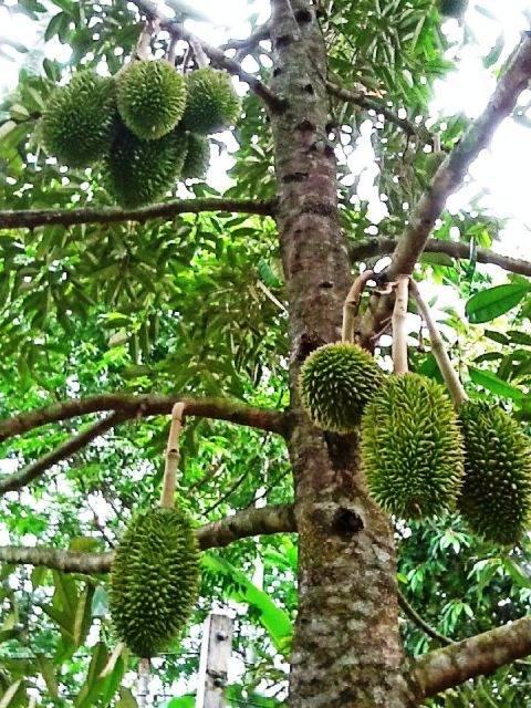 <p><em>Duryan Ağacı</em></p>
