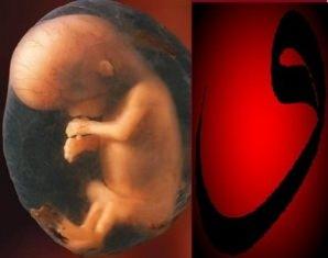 <p>Manevi bir anlamı temsil eden vav harfi, anne karnındaki bebeğin duruşunu yansıtmasının yanı sıra secde eden bir insanın görünümünü de temsil eder. </p>
