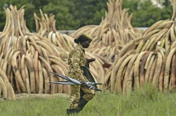 <p>Kenya Devlet Başkanı Uhuru Kenyatta, 16 bin fildişi, 343 gergedan boynuzu ve nesli tükenmekte olan başka hayvan ve bitkilerden elde edilen ürünlerin de içinde bulunduğu 105 tonluk bir yığını ateşe verdi.</p>
