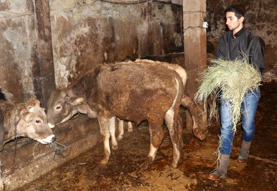 <p><strong>Çobanlık yapıyor, aileme destek oluyorum" </strong></p>

<p>Babasının hayvancılık ile uğraştığını ve evlerinin gelirinin bu şekilde sağlandığını anlatan Menderes, şunları söyledi:</p>
