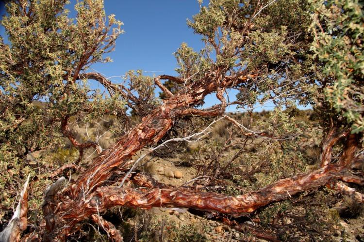 <p><strong>Polylepis tarapacana</strong></p>
<p>En yükseğe uzanan ağaç.</p>