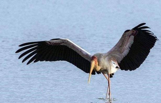 <p>Aç timsah yakaladığı balığı anında ağzına götürüp yemek isterken...</p>

<p> </p>
