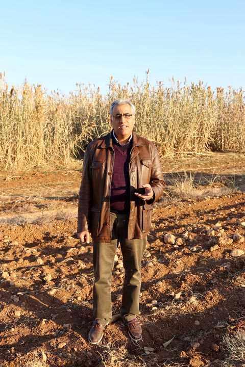 <p>Proje sorumlusu HRÜ Ziraat Fakültesi öğretim üyesi Prof. Dr. Abdullah Öktem, AA muhabirine yaptığı açıklamada, bitkilerden biyoyakıt elde etmek amacıyla tatlı sorgum bitkisi üzerinde çalışma başlattıklarını söyledi.</p>
