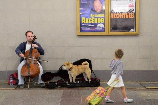 <p>Metro ile seyahat eden köpekler: Tarihi ve sanatsal metrolarıyla şanı dünyayı dolaşan Rusya’nın metro ile seyahat eden köpekleri de şaşırtıcı. Zira ülkede herhangi bir metro hattında, gazetesini ve kitabını okuyan bir Rus vatandaşının yanında bir köpek görebilirsiniz. Başlı başına bu bile şaşırtıcıyken, herkesin bu durumu çok olağan karşılaması da herkes için ilginç olabilir.</p>

<p> </p>
