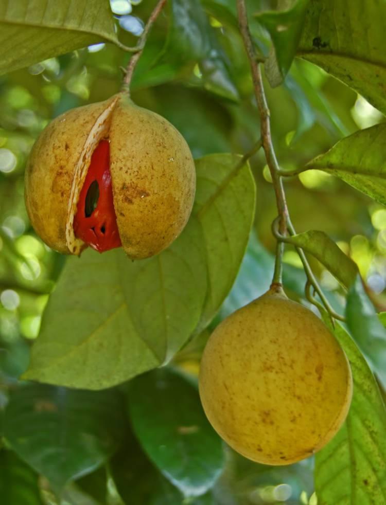 <p>- Ilık süt içerisine toz olarak katılan muskat, rahatlatıcı etkisiyle uykusuzluğun giderilmesinde faydalı olur.</p>

<p>- En önemli etkisi ise, ishalin tedavisinde kesin sonuç verir.</p>
