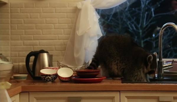 <p>Ev sahipleri davetsiz misafiri hemen videoya kaydetti. Görüntülerde mutfak küvetine biriktirilen bulaşığı musluktan akan suyla yıkamakta olan sevimli hayvan iş başındayken görülüyor.</p>
