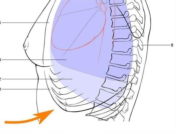<p>Heimlich manevrasını kendi kendinize yaparak yemek borunuza takılmış bir şeyi çıkartmak mümkün. Daha güçlü olan elinizle yumruk yapın ve karnınızın üst kısmına kaburganızın bittiği yere koyun. Diğer elinizin avuç içini ise yumruğun üzerine koyun.Yumruk olan elinizi içeri ve yukarı yani diyaframa doğru güçlü bir şekilde ve ani bir hareketle bastırın; bunu birkaç kez yani boğazınıza kaçan şey çıkana kadar tekrar edebilirsiniz.</p>
<p> </p>