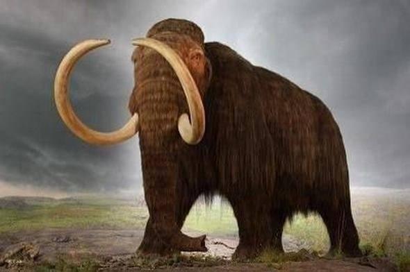 <div>Artık nesli tükenmiş olan 'Yünlü mamut' isimli mamut türünün canlıları Mısır Piramitleri inşa edilirken varlardı.</div>
<div> </div>