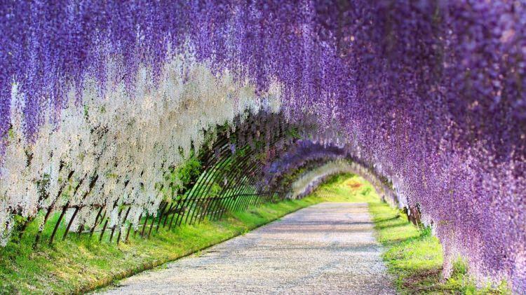 <p>Kawachi Fuji, Ueno ve Hitsujiyama bah&ccedil;eleri</p>

