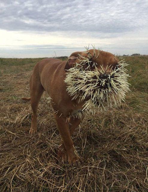 <p><strong>BAŞLARINI BELAYA SOKAN HAYVANLAR</strong></p>

<p>Kirpileri merak edip onlara yaklaşan bu köpekler, hayatlarının belki de en büyük derslerinden birini aldılar...</p>
