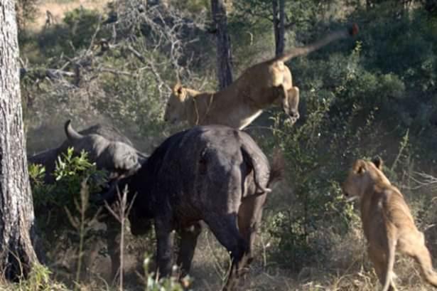 <p>Güney Afrika'daki Londolozi Game Reserve vahşi bir mücadeleye sahne oldu.</p>

<p> </p>
