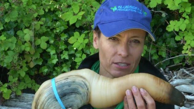 <p>Kanadalı balıkçılar her sene tonlarca geoduck yakalayıp bu ülkelere ihraç ediyor...</p>

<p> </p>
