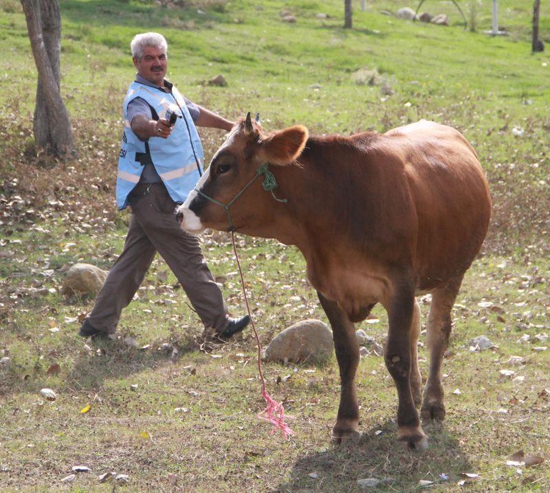 <p>Zabıta ekiplerine haber veren vatandaşlarla boğa timi, uzun süre yakalamak için hayvanın peşinden koştu. Boğa, uyuşturucu iğnelerle vurularak yakalandı ve sahibine teslim edildi.</p>
<p> </p>