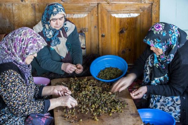 <p>Hadim Gıda, Tarım ve Hayvancılık Müdürü Erol İşcan, AA muhabirine yaptığı açıklamada, Aladağ bölgesinin 13 köyünde bağcılık yapıldığını belirtti.</p>
