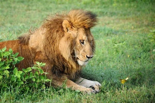 <p>Mart sonlarından itibaren Serengeti'de kuraklık başlıyor ve sürüler bu tarihten itibaren Masai Mara'ya doğru yolculuğa başlıyorlar.</p>
