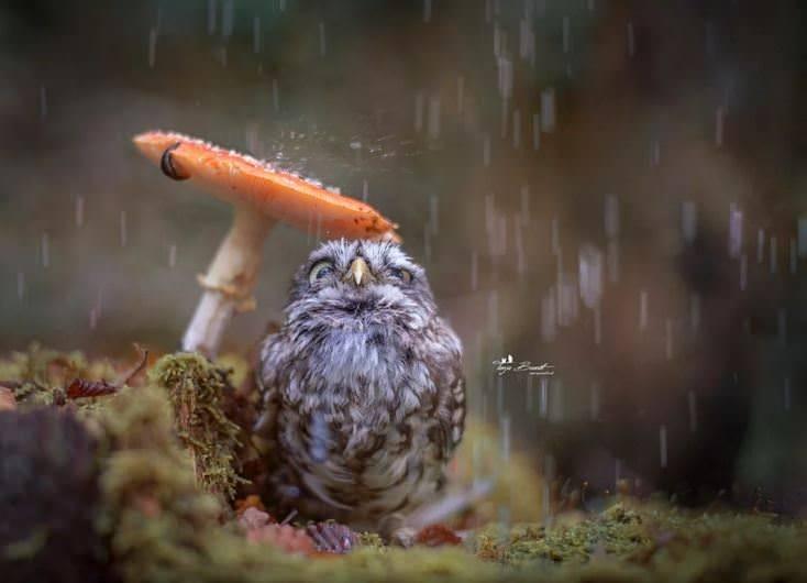 <p>Komşum Totoro?</p>
