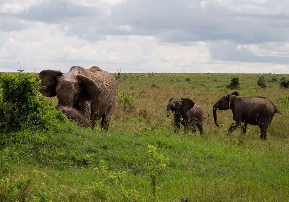 <p>Masai Mara'da safariye çıkan amatör fotoğrafçı Kimberly Maurer, eşine az rastlanan bir olaya tanıklık etti. Yanında 3 yavru fil ile dolaşan bir fil, kendilerine fazla yaklaşan bir bufaloya saldırdı. </p>
