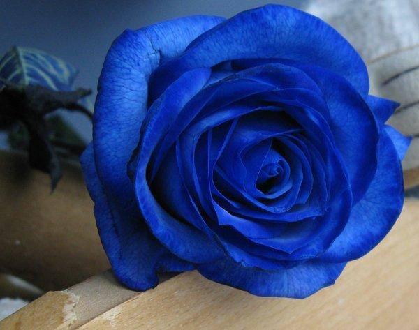 <p>Mavi gül</p>
<p>Doğada bulunmayan bir güldür. Doğal yolla elde edilmediği için ulaşılmaz, imkansız ve gizemli gibi anlamlara gelir.</p>