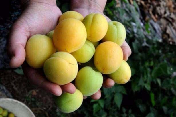 <p>IĞDIR - Kayısı</p>

<p> </p>
