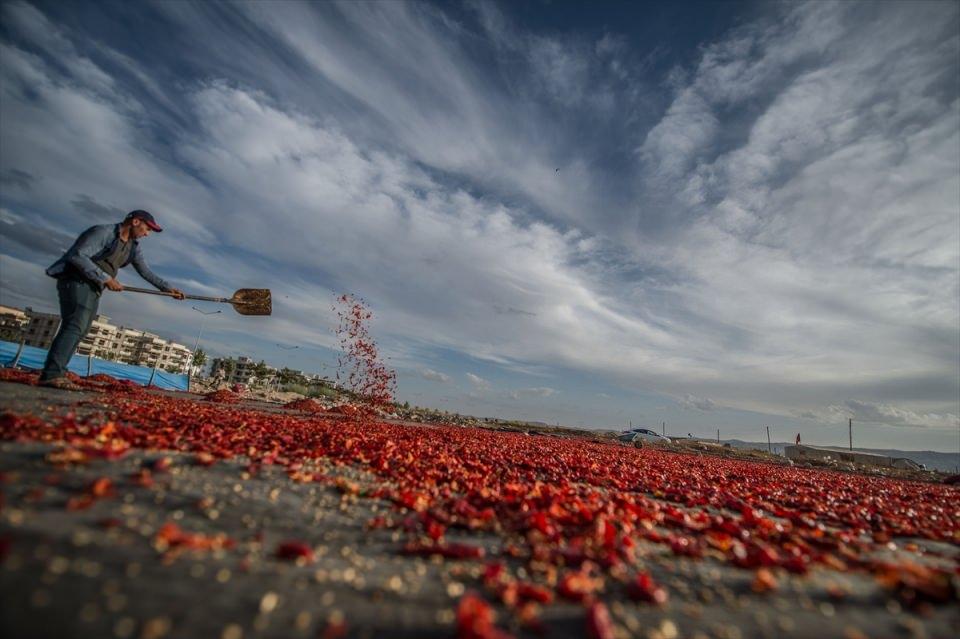 <p>Zeytinyağıyla harmanlanmasıyla tat ve parlaklığını kazanan biberler, başta çiğ köfte olmak üzere yöresel tatlarda damaklara ulaşıyor.</p>

<p> </p>
