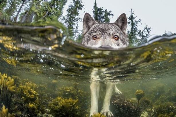 <p>Araştırmacı Ian McAllister Kanada'da British Columbia kıyılarında Intertidal bölgesi üzerinde çektiği fotoğraf...</p>

<p> </p>
